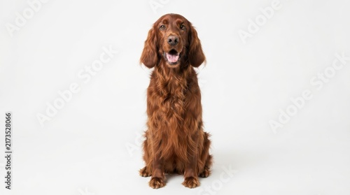 Naklejka Irish Setter dog sitting down facing forward