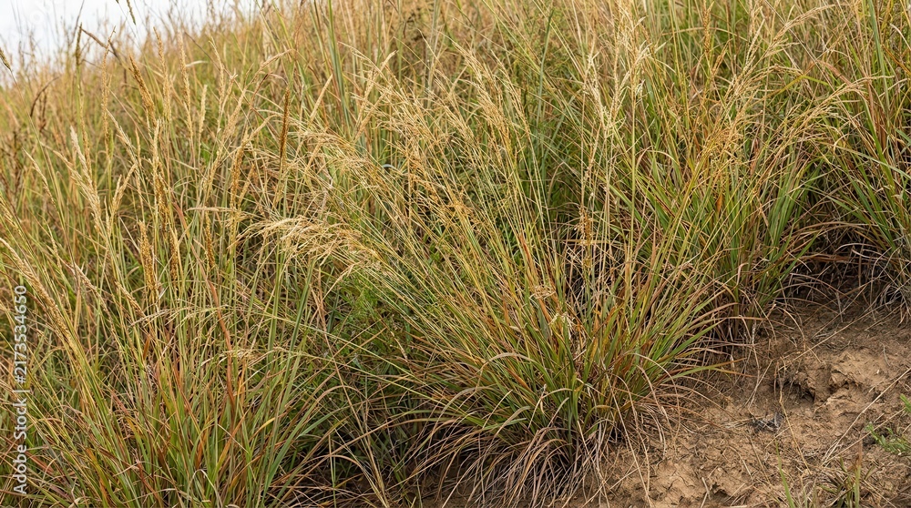 Naklejka premium Dry tall grass meadow field landscape nature