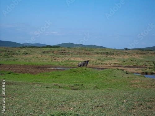 Fotografie Gnou bleu sauvage debout sur une colline de la savane africaine
