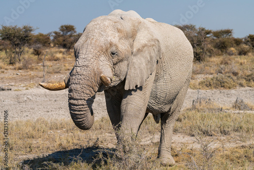 Bild auf Leinwand African Elephant Walking Across Open Dry Savanna