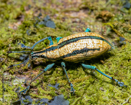 Fotografía weevil