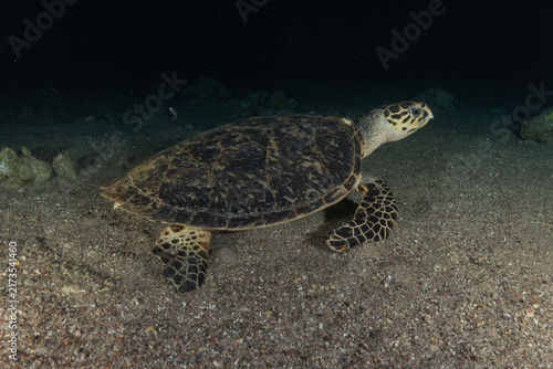 Fotografía Hawksbill sea turtle in the Red Sea, Eilat Israel