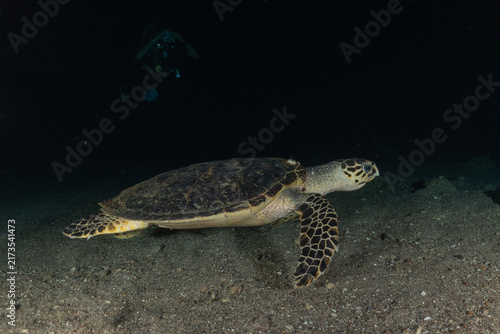 Cuadro en lienzo Hawksbill sea turtle in the Red Sea, Eilat Israel