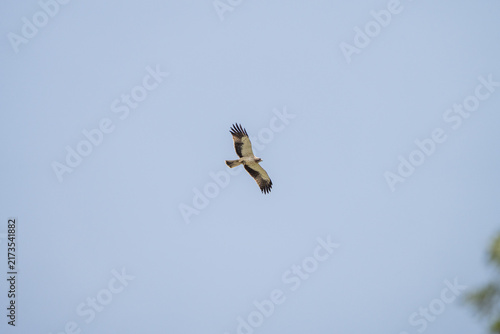 Bild auf Leinwand Booted eagle (Hieraaetus pennatus) photographed in Spain