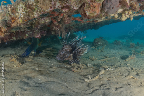 Photography Lionfish (Pterois miles) in the Red Sea, colorful fish, Eilat, Israel
