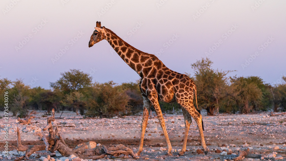 Obraz premium Giraffe Walking Beside a Waterhole at Sunset