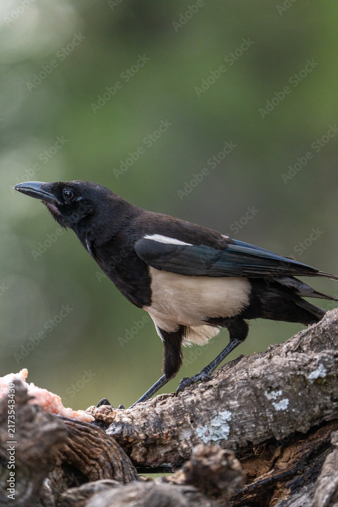 Obraz premium Common magpie (Pica pica) photographed in Spain