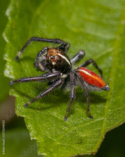 Foto Jumping spider