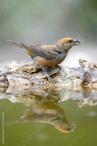 Bild auf Leinwand Common Crossbill (Loxia curvirostra) photographed in Spain