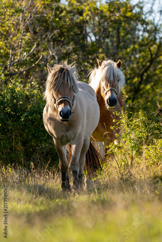 Two white ponies approaching through dappled woodland light