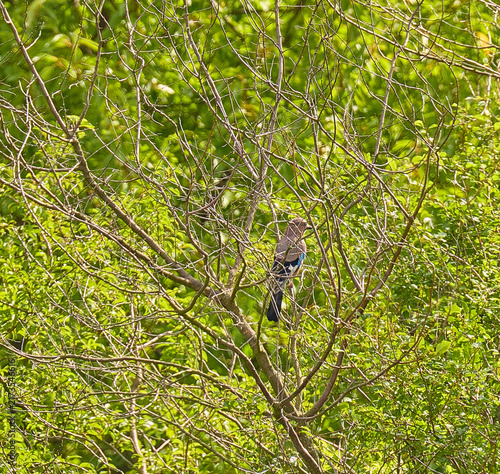 Cuadro en lienzo Common jay on a tree branch.