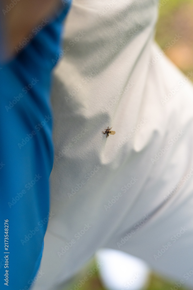 Naklejka premium Deer ked crawls on white trousers during autumn forest walk, showing unpleasant bloodsucking parasite that attacks people and causes bites, itching, irritation, discomfort, and seasonal nuisance.