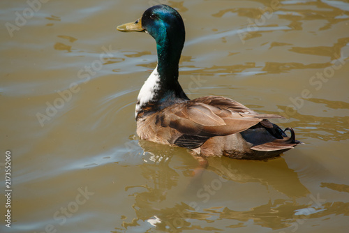 Male mallard duck swimming on a calm pond surface.