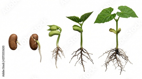 Obraz na płótnie Bean seedling growth stages show progressive root and leaf development over a clean white background.