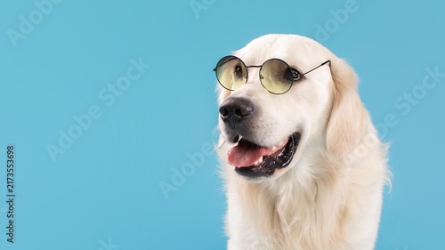 Fotografie Smiling Golden Retriever Dog Wearing Stylish Sunglasses, Sitting Confidently With Joyful Expression, Captured Against Vibrant Blue Background