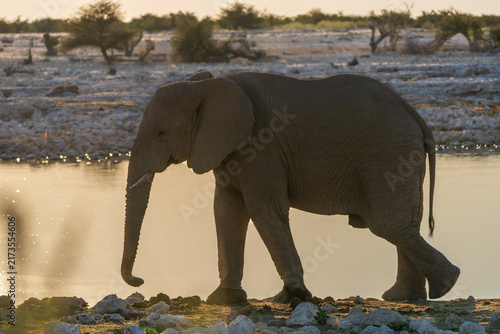 Fotografie African Elephant Walking Beside Waterhole