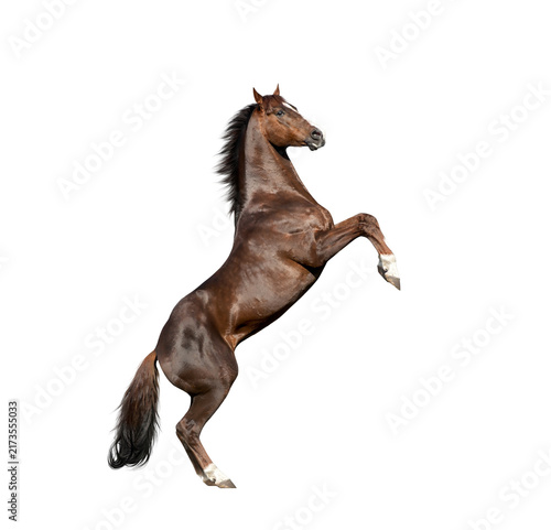 Rearing brown horse stallion isolated on transparent background 
