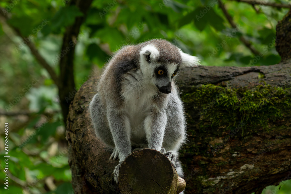 Obraz premium A ring-tailed lemur sits on a mossy tree trunk in a lush forest.