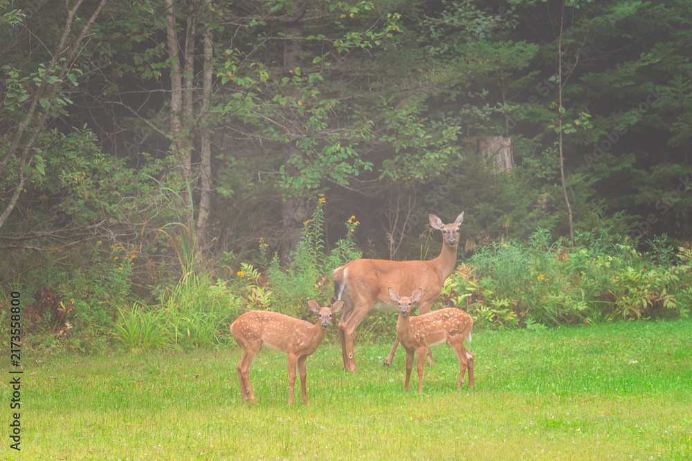Fototapeta premium White Tailed Doe and Fawns Grazing Together on Green Lawn