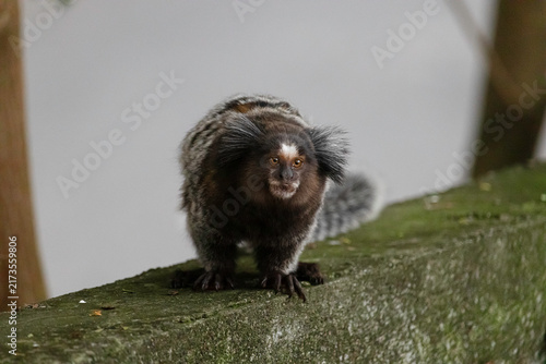 Foto White-Tufted-ear Marmoset walking