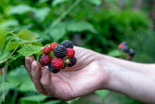 hand holding freshly picked ripe blackberries in summer garden