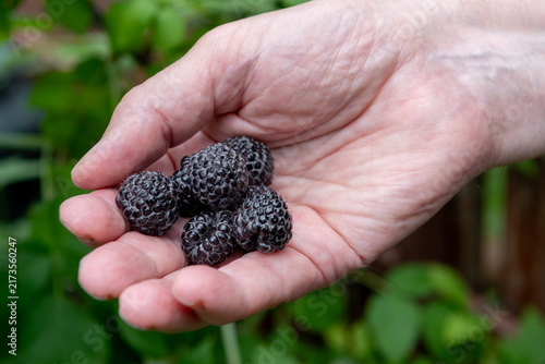 hand holding freshly picked ripe black blackberries in summer garden