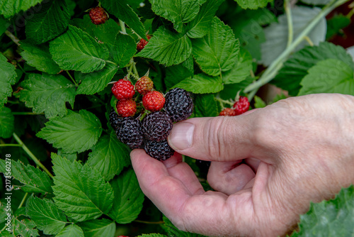 hand holding freshly picked ripe blackberries in summer garden