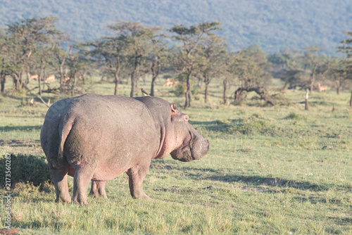 Fotografie Hippopotamus in Kenya