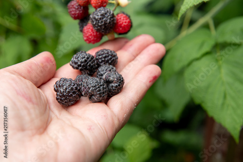 hand holding freshly picked ripe blackberries in summer garden