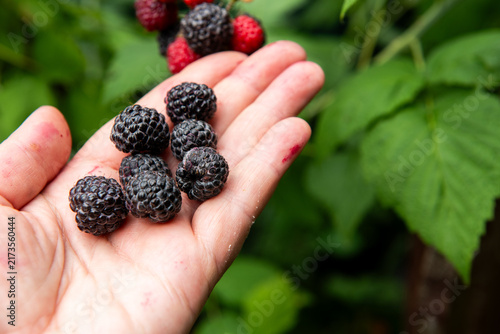 hand holding freshly picked ripe blackberries in summer garden