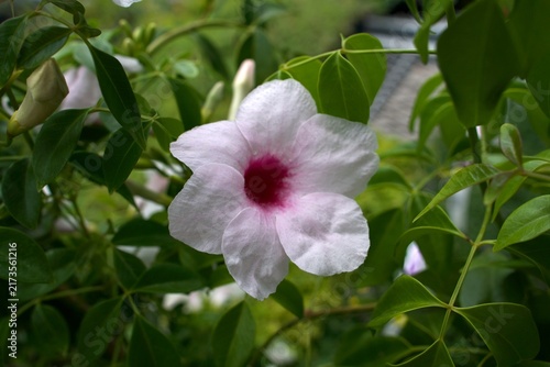 Bild auf Leinwand Elegant Bower Vine (Pandorea jasminoides) Flower in Full Bloom; Close-Up of Pale