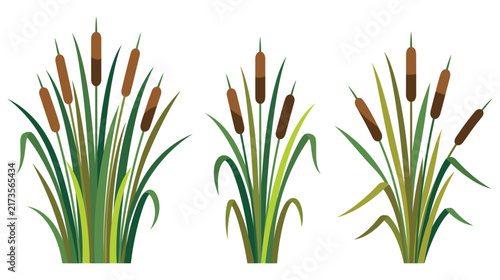 фотографія Set of green cattail plants with brown heads in nature.