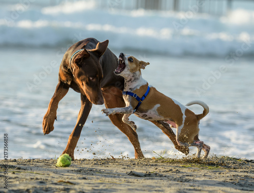 Konstfotografi Terrier and Doberman dogs play, run and splash on Ocean Beach, CA shoreline
