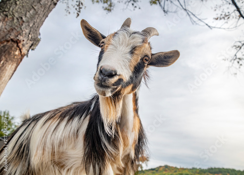 Peering curious adult female Nigerian dwarf goat
