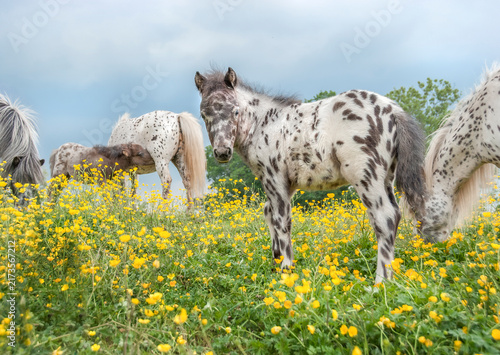 Foto Herd of Falabella Pony horse mares and foals in field of yellow flowers near Warton, U