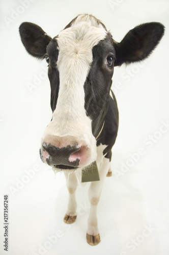 adult female Jersey cow wearing bell on whiote backdrop
