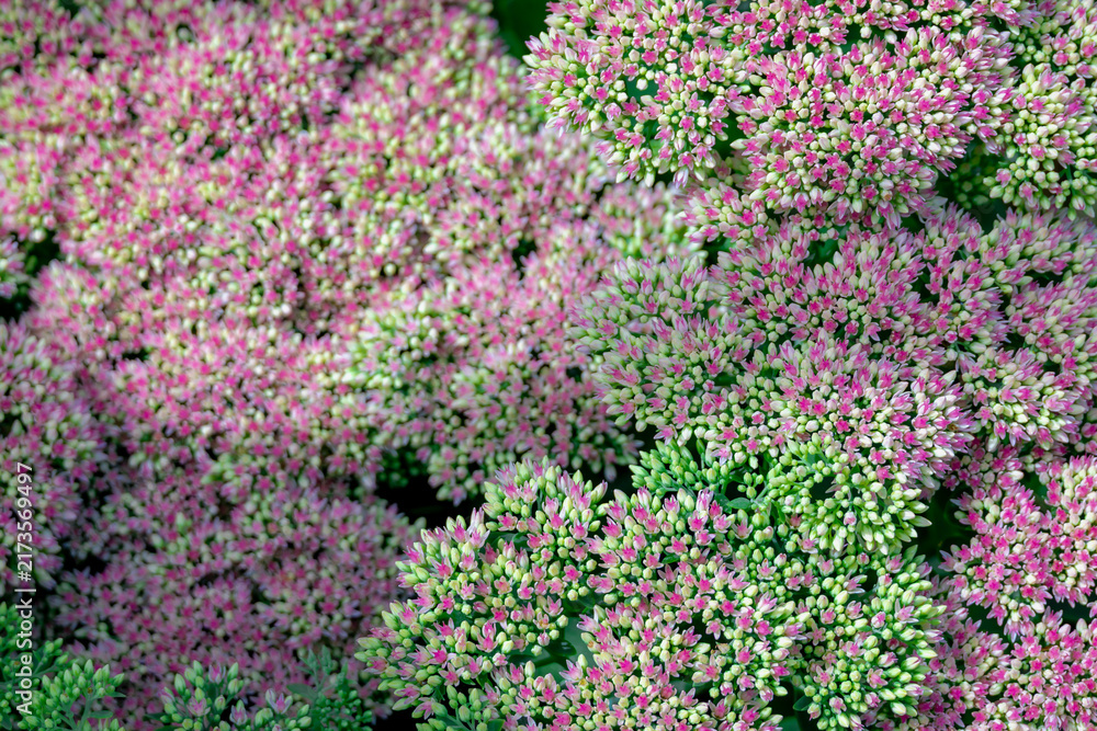 Obraz premium Selective focus of Hylotelephium flowers in the garden with green leaves, Sedum herbstfreude or Autumn Joy, A genus of flowering plants in the stonecrop family Crassulaceae, Natural floral background.