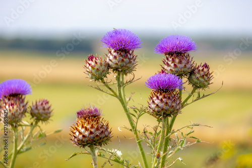 Selective focus of flowers of Cynara cardunculus in the garden with green grass backdrop, The cardoon also called the artichoke thistle is a thistle in the family Asteraceae, Natural floral background