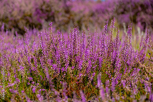 Selective focus bush of wild purple flowers Calluna vulgaris (heath, heide, ling or simply heather) is the sole species in the genus Calluna in the flowering plant family Ericaceae, Natural background