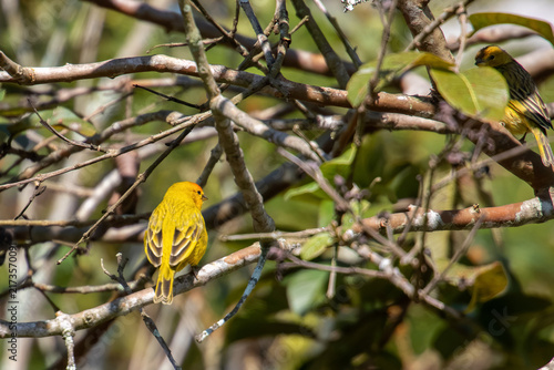 Obraz na płótnie Pair of saffron finches (Sicalis flaveola) among branches