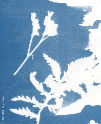 Cyanotype flowers illustration. Handcrafted using traditional sun print techniques, featuring delicate and intricate flowers textures in classic Prussian blue tones