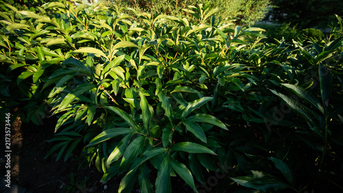 Foto Peony plant growing, in outdoor garden, with leaves, stems, from a close-up perspective, with green, brown accents, and serene and natural mood, with nearby objects
