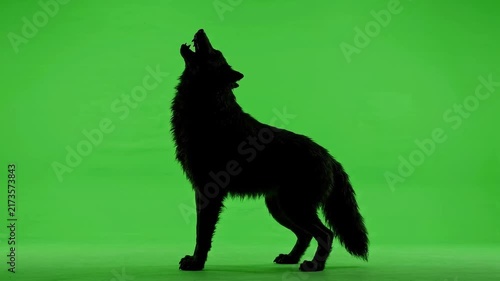 Silhouette of a wolf howling on a green screen background.