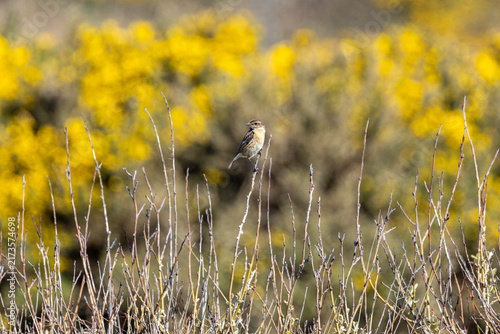 Fotografie Stonechat with flowering gorse behind