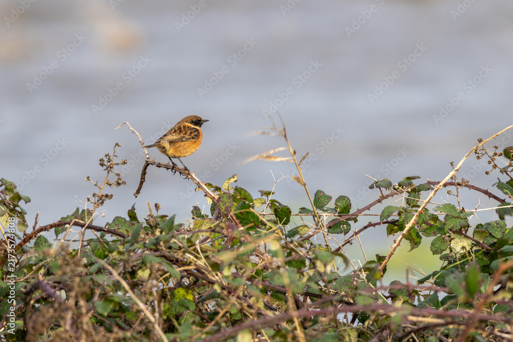 Naklejka premium Male stonechat on a bramble