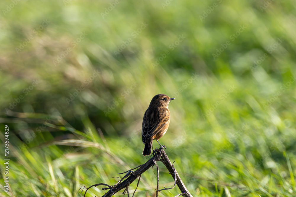 Naklejka premium Stonechat perched on a branch