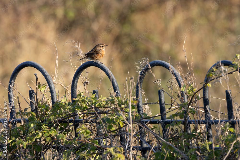 Naklejka premium Stonechat on railings in golden light