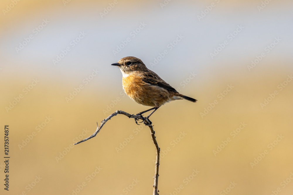 Naklejka premium Stonechat perched on a bare twig