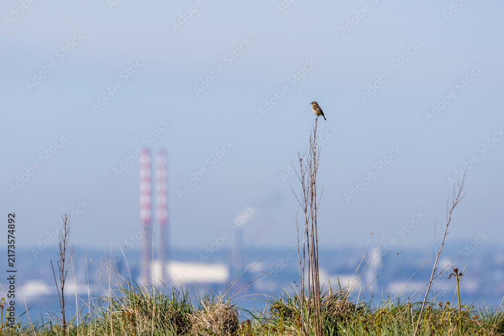 Naklejka premium Stonechat with the Poolbeg chimneys behind