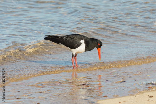 Foto Pied Oystercatcher foraging for food on the sandy shoreline
